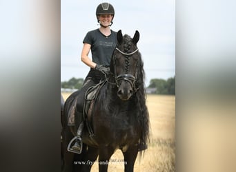 Friesian horses, Stallion, 5 years, 16 hh, Black