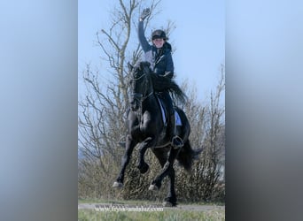 Friesian horses, Stallion, 5 years, 16 hh, Black