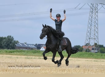 Friesian horses, Stallion, 5 years, 16 hh, Black