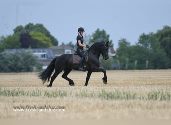 Friesian horses, Stallion, 5 years, 16 hh, Black