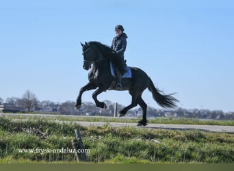 Friesian horses, Stallion, 5 years, 16 hh, Black