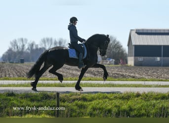 Friesian horses, Stallion, 5 years, 16 hh, Black