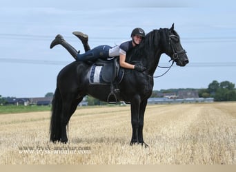 Friesian horses, Stallion, 5 years, 16 hh, Black
