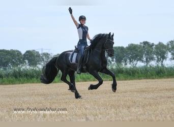 Friesian horses, Stallion, 5 years, 16 hh, Black