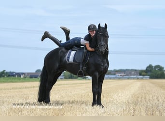 Friesian horses, Stallion, 5 years, 16 hh, Black