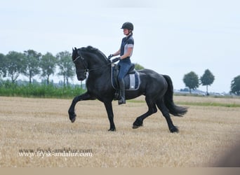 Friesian horses, Stallion, 5 years, 16 hh, Black