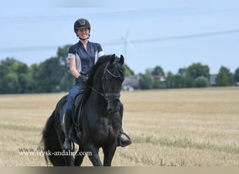 Friesian horses, Stallion, 5 years, 16 hh, Black