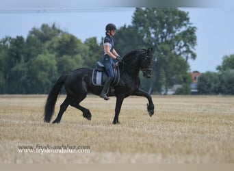 Friesian horses, Stallion, 5 years, 16 hh, Black