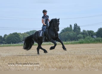 Friesian horses, Stallion, 5 years, 16 hh, Black