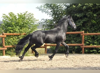 Friesian horses, Stallion, 5 years, 16 hh, Black