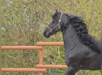 Friesian horses, Stallion, 5 years, 16 hh, Black