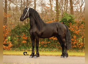 Friesian horses, Stallion, 5 years, 16 hh