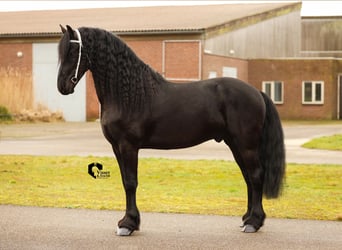 Friesian horses, Stallion, 5 years, 16 hh