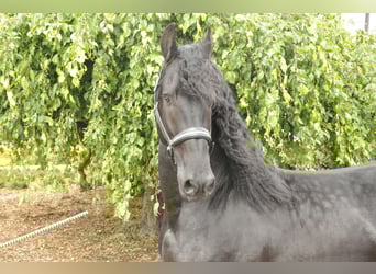 Friesian horses, Stallion, 5 years, 16,1 hh, Black