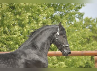 Friesian horses, Stallion, 5 years, 16,1 hh