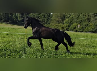 Friesian horses, Stallion, 5 years, 16,2 hh, Black