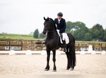 Friesian horses, Stallion, 5 years, 16,2 hh, Black