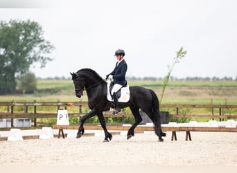 Friesian horses, Stallion, 5 years, 16,2 hh, Black