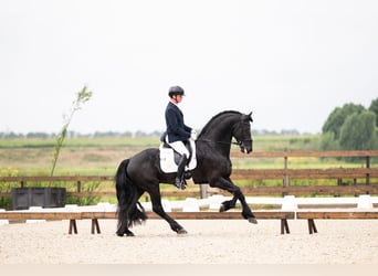 Friesian horses, Stallion, 5 years, 16,2 hh, Black