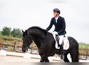 Friesian horses, Stallion, 5 years, 16,2 hh, Black