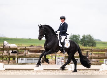 Friesian horses, Stallion, 5 years, 16,2 hh, Black