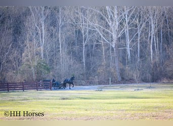 Friesian horses, Stallion, 5 years, 16,2 hh, Black