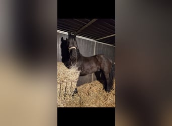 Friesian horses, Stallion, 5 years, 17 hh, Black