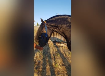 Friesian horses, Stallion, 5 years, Black Friesian horses, Stallion, 5 years, Black