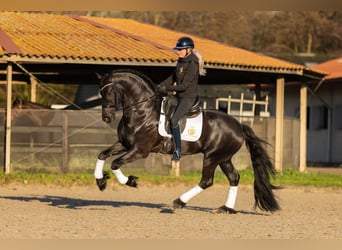 Friesian horses, Stallion, 5 years, Black