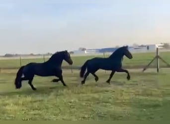 Friesian horses, Stallion, 6 years, 15.3 hh, Black