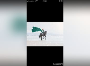Friesian horses, Stallion, 6 years, 15,3 hh, Black