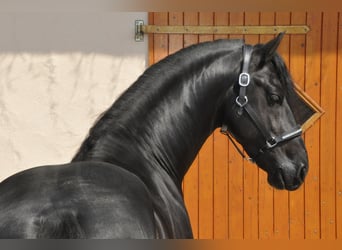 Friesian horses, Stallion, 6 years, 16.1 hh, Black