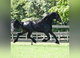 Friesian horses, Stallion, 6 years, 16.1 hh, Black
