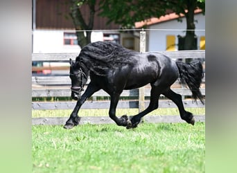 Friesian horses, Stallion, 6 years, 16.1 hh, Black