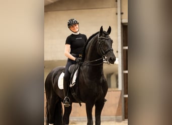 Friesian horses, Stallion, 6 years, 16,2 hh, Black