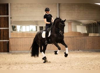 Friesian horses, Stallion, 6 years, 16,2 hh, Black