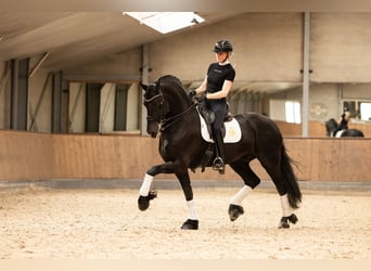 Friesian horses, Stallion, 6 years, 16,2 hh, Black