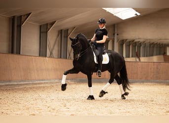 Friesian horses, Stallion, 6 years, 16,2 hh, Black