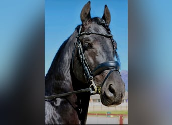 Friesian horses, Stallion, 6 years, 16.2 hh, Black