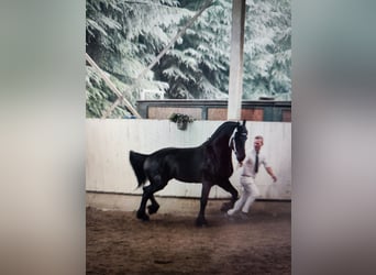 Friesian horses, Stallion, 6 years, 16.2 hh, Black