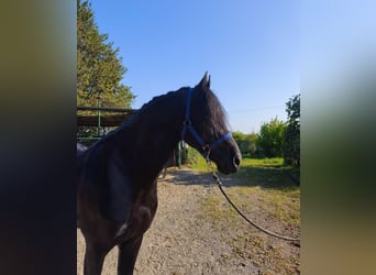 Friesian horses, Stallion, 6 years, 16.2 hh, Black