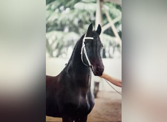 Friesian horses, Stallion, 6 years, 16.2 hh, Black