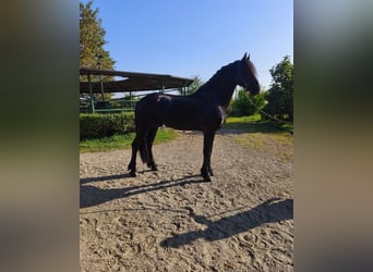 Friesian horses, Stallion, 6 years, 16.2 hh, Black