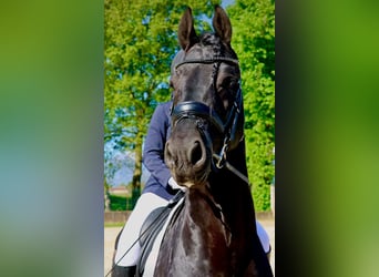 Friesian horses, Stallion, 6 years, 16.2 hh, Black