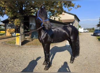 Friesian horses, Stallion, 6 years, 16.2 hh, Black