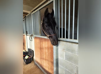 Friesian horses, Stallion, 6 years, 16.2 hh, Black