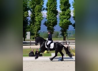 Friesian horses, Stallion, 6 years, 16.2 hh, Black