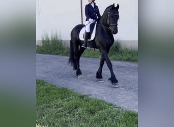 Friesian horses, Stallion, 6 years, 16.2 hh, Black