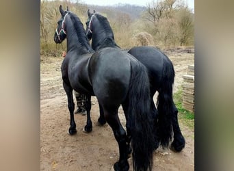Friesian horses, Stallion, 6 years, 16.3 hh, Black