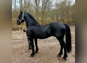 Friesian horses, Stallion, 6 years, 16.3 hh, Black